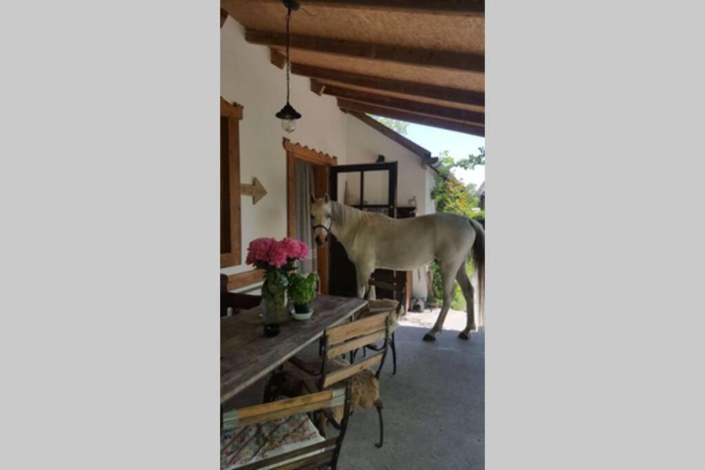 Igricz Farmhaz Villa Pócsmegyer Eksteriør billede